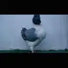 انثى مودينا top