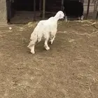 خروف جبر طالعه ثنيه