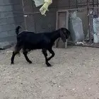 عنز مصريه