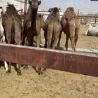 حشو طيبه ( تم البيع )