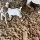 عنز متوم حليب وافرر