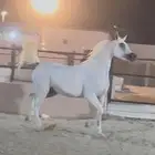 فرس واهو فاخره وسعر جميل