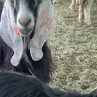 معزاء