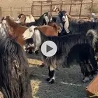 معزا عوارض صنف دفيع شرط