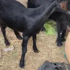 شاه ثنيه دغسا انشالله انها دافع