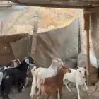تيوس وجفار للبيع