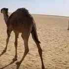 قعدان حشو قصب