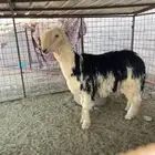 خروف ثني صنف وطيب ونتاجه طيب مشروط