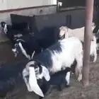 6 معزاء عوارض يتبعه 9 المعزا أعماره بين سديس وبي رباع