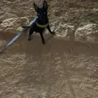 كلب فرنش مهجن للتبني برسوم