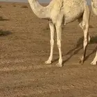 حاشي بكره للبيع