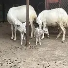 رخلتين مناتيج
