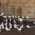 حمام