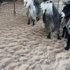 للبيع ثلاث معزا معرفات خصم