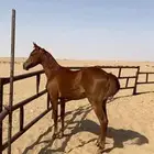 للبيع مهر أشقر
