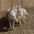 بهم حري طليان 4 خروف 3 رخل تربيه و ذبايح