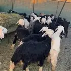 ذبايح