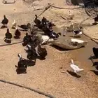 للبيع بط مصري   ذكور وناثي لا يجي غير اصامل
