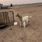 للبيع معزاء قزم