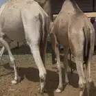 قعود بلدي كفو فل شحم مسحوب منتحت امه للبيع أتواصل 053407265