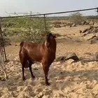 تيس فحل ادهم ( تم البيع ) .