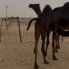 قعود