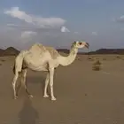 لقحات باقي شهرين وتنتج