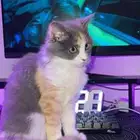 قطه شيرازي لتبني
