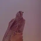 شبوط للبيع