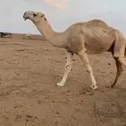 للبيع الفحل الاوضح المنتج