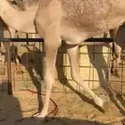 قعدان للبيع