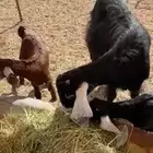 عنز معها ثنين يوس كالعمر فوق الشهر ياكل العلف