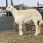 فحل حري صنف