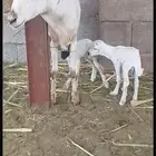 نعجه باذي السن سديس تحتها رخل وفرير