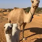 للبيع الخلفه