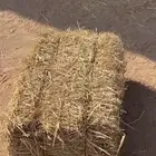 تبن قمح