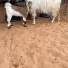 عنز والد