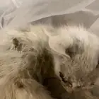 اي احد يقدر ينقذه بالدرعيه عند السمحانيه بالضبط