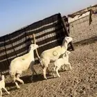 خلفات 2 معها 2 تم البيع