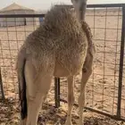 اعلان قعود للبيع