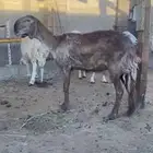 ساكنيه صنف الصنف