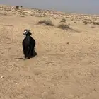 عنز حايل بريه