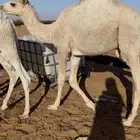 ثلاث قعدان وبكرتين قصب