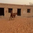 مهر شيخ ابوه كفو و امه كفو