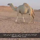 لقحة رمانية