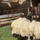 6 خرفان نعييم طيبه شعره ولون