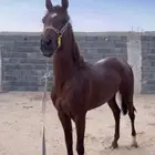 حصان شعبي للبيع