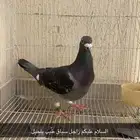 حمام زاجل سباق ذكر طيب بلحيل