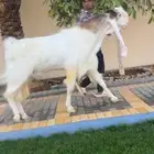 تيس هولندي فحل أسطوري