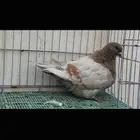 انثى فرش كريمي